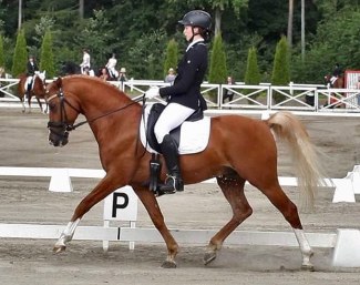 FEI Dressage pony and licensed stallion Pin Rock's Albert
