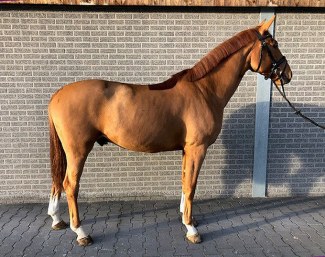 Praga Khan (by Sir Donovan x Dreamcatcher)