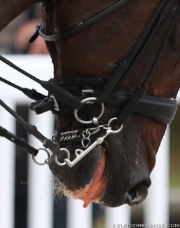 Dressage horse bleeding from the mouth :: Photo © Astrid Appels