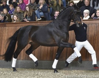 Blue Hors Rockefeller :: Photo © Ridehesten