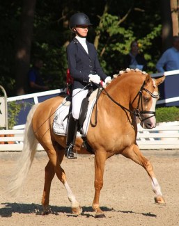 Der Kleine Herkules at the 2018 Bundeschampionate
