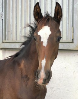 Colt by Sir Donnerhall out of small tour mare by Carracci x Rio Negro