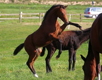 Elfania (by Rock Forever x Rohdiamant x Sion x Figaro)