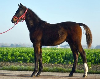 Shalom NN (by Secret x Blue Hors Romanov)