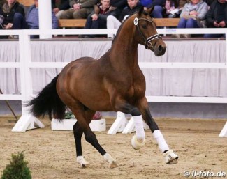 Vaderland (by Vitalis x Krack C x Contango) :: Photo © LL-foto