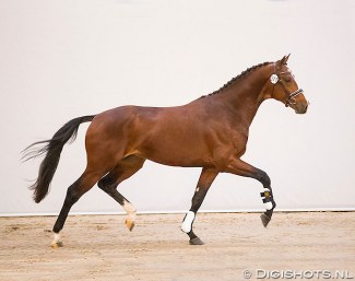 Luca Brasi at the pre-selection days for the 2019 KWPN Stallion Licensing :: Photo © Digishots