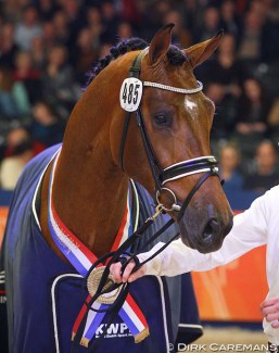 Handsome O, champion of the 2015 KWPN Stallion Licensing :: Photo © Dirk Caremans
