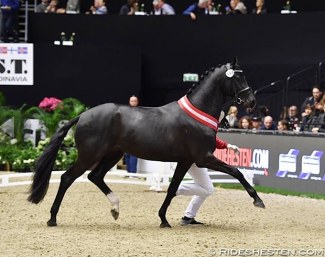 Kremlin MD (KWPN, by Governor x Rousseau) named champion of the 2019 Danish Warmblood Stallion Licensing :: Photo © Ridehesten