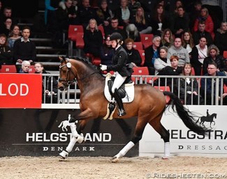 Olympus (by Blue Hors Don Olymbrio x Solos Landtinus) :: Photo © Ridehesten