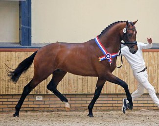 Glamourboy (by Glamourdale x Tango) :: Photo © NRPS