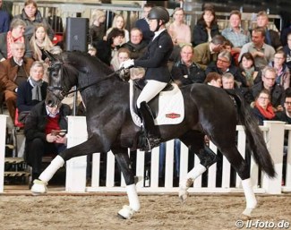 Benefit at a stallion show in Germany in 2018 :: Photo © LL-foto