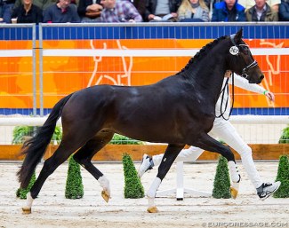 Luxor (by Ebony x Charmeur) at the 2019 KWPN Stallion Licensing :: Photo © Digishots