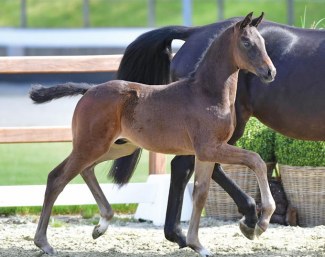 Destination One (by Daily Diamond x De Niro) :: Photo © Feldhaus