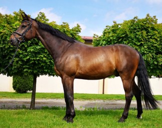 Abydos Junior (by Abydos x Parcelli)