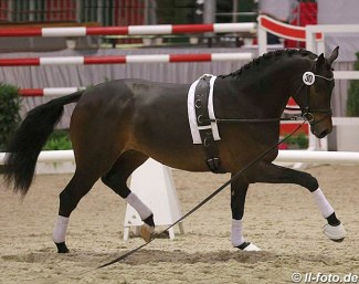 Rock My Soul on the lunge line at the 2014 Westfalian Stallion Licensing :: Photo © LL-foto