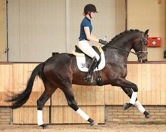 Livius (by Bordeaux x Vivaldi) :: Photo © uytert