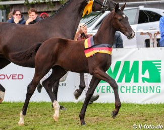 Totilas x Zonik filly, winner of the Filly division at the 2019 German Foal Championships :: Photo © LL-foto