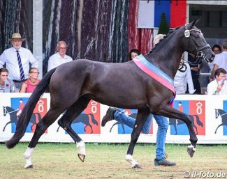 Heideromanze wins the 2019 Oldenburg Elite Mare Show :: Photo © LL-foto