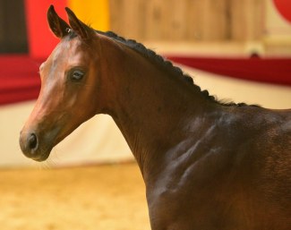 Fidelis (by For Romance II x Quaterback) :: Photo © Jan Reumann