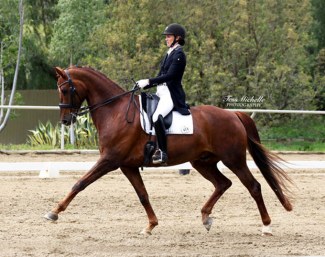 Gatsby (by Sir Donnerhall x Jazz)