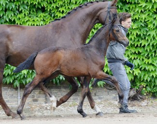 Colt by Zoom x Fidertanz