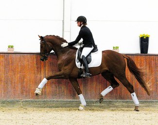 Baron, sire of the in utero ET foal from Wendyfleur II, Valegro's full sister