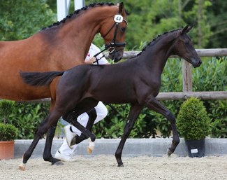 Only Diamond (by Daily Diamond x Dream Boy x Dayano)