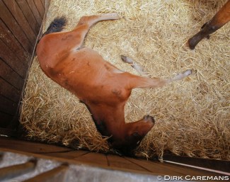 Foal sleeping on straw :: Photo © Dirk Caremans