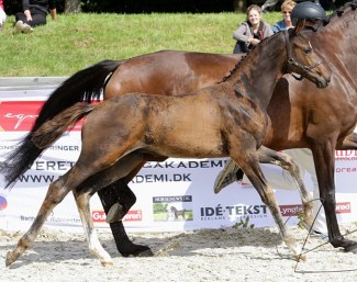 Fabio G (by Blue Hors Farrell x Sezuan) at the DWB Foal Show in August 2019