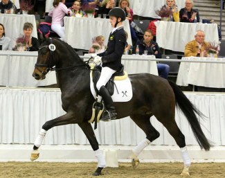 Top price of the Verden auction in November: Quedez (by Quantensprung x Sirtaki) :: Photo © Tammo Ernst