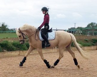 Dazzle (by Don Cremello du Bois x Hoppenhof's Jess)