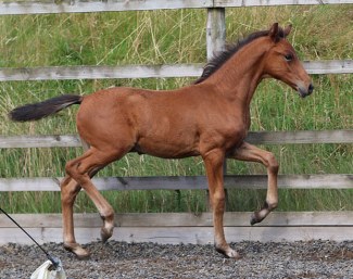 Fitzroy Caledonia (by Franklin x Royal Dance x Ramino x Welt As)