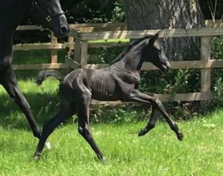 Glucksbringer CS (by Grand Galaxy Win x Summertime Blues x Davignon)
