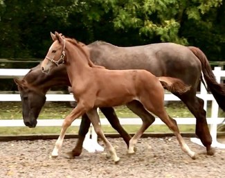 Wannabe Famous CS (by Woodlander Wild Child x Florestan)
