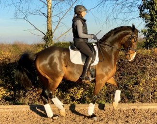 Contender (by Dayano x Contango)