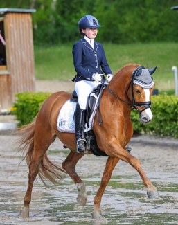 Tackmann's Dimensional WE :: Photo © Equitaris