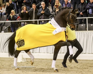 Fidertanz, Hanoverian Stallion of the Year 2021 :: Photo © Petra Kerschbaum