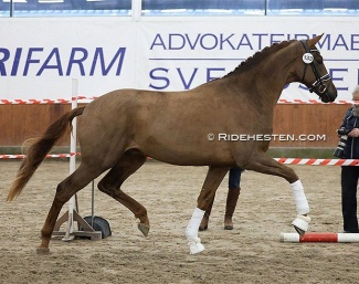 Chicago Majlund (by Vivino x Tailormade Temptation) at the pre-selection :: Photo © Ridehesten