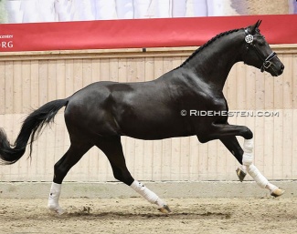 Sarai L  (by Secret x For Romance) - Owner:  L Horses & Stal Van De Sande - Breeder: L Horses :: Photo © Ridehesten