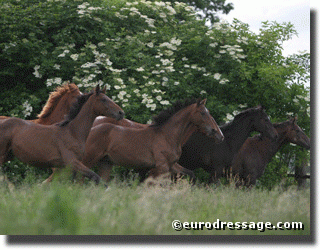 Herd at Oliver Kotschofsky's :: Photo © Astrid Appels