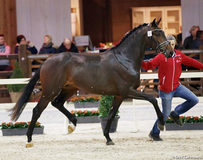 Picasso van den Bruel at the second phase of the 2018 BWP Stallion Licensing :: Photo © Dirk Caremans