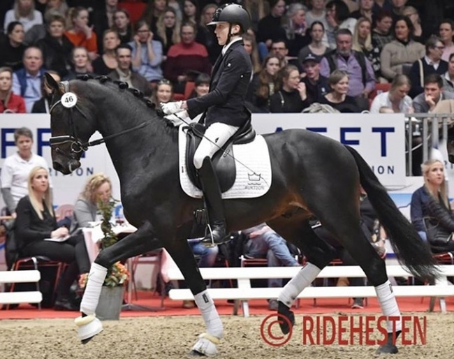 Anders Hoeck and Hesselhojs Gnags at the 2018 DWB Spring Auction :: Photo © Ridehesten