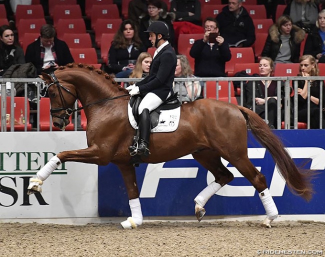 Severo Jurado Lopez on Springbank II VH at the 2018 Danish Warmblood stallion licensing :: Photo © Ridehesten
