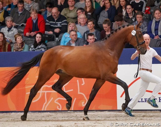 Kameraad (by Eye Catcher x Rousseau) at the 2018 KWPN Stallion Licensing :: Photo © Dirk Caremans