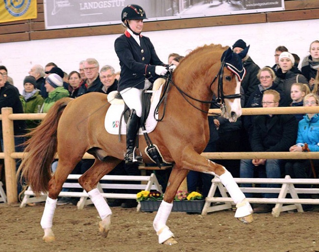 Hanna Richter and Peking at the Westfalian Breeders' Sunday Show, two days before the stallion's death :: Photo © NRW