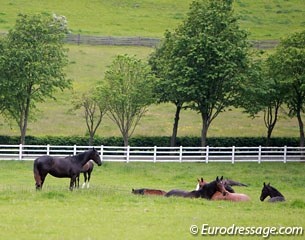 Good housekeeping: horses turner out in the field :: Photo © Astrid Appels