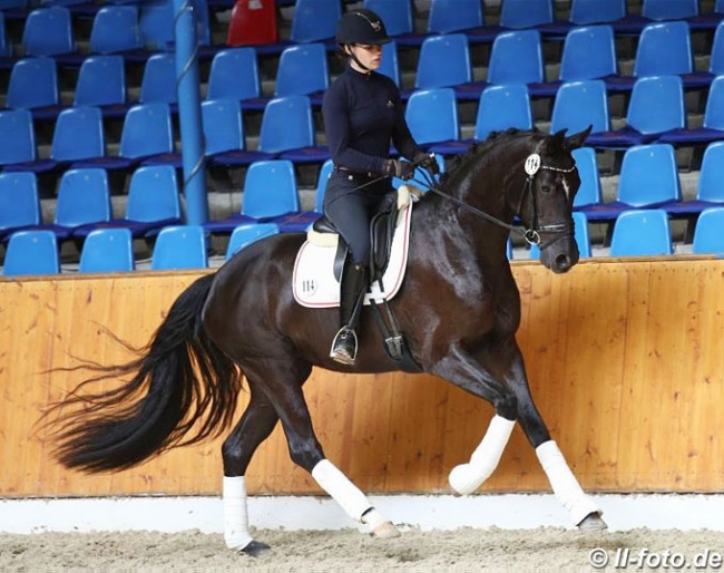 British bred, Danish owned Oldenburg mare Best of Mount St. John at the 2018 Oldenburg Mare Performance Test in Vechta :: Photo © LL-foto