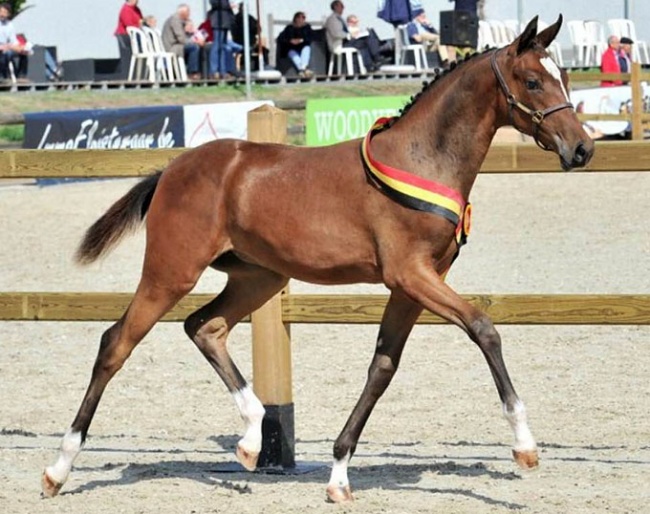 Steenakkers Diamant, the 2018 Belgian Warmblood Filly Foal Champion :: Photo courtesy BWP