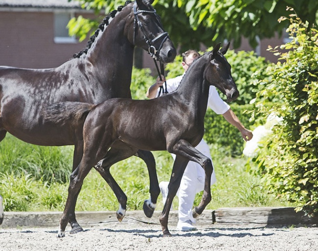 No. 50) Naluciënne STM (Quantensprung x Ampère), out of the sister to KWPN stallions UB40 and Davino V.O.D..