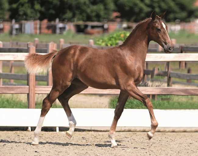 Quantensprung x Don Primero filly for sale at the 2018 Holsteine Foal Auction in Elmshorn
